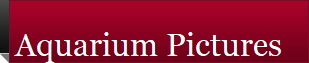 Aquarium Pictures