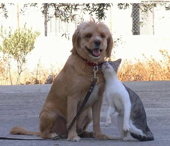 dog-cat dog-cat
