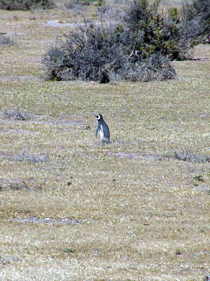 PuertoMadryn-Oct-2003-012-prariepenguin1