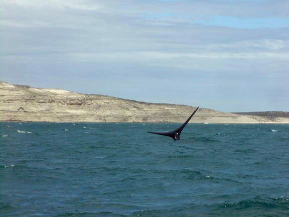PuertoMadryn-Oct-2003-041-whaletail1