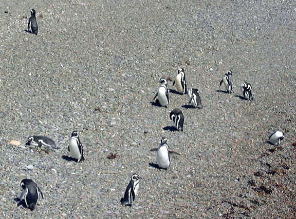 PuertoMadryn-Oct-2003-092-penguins