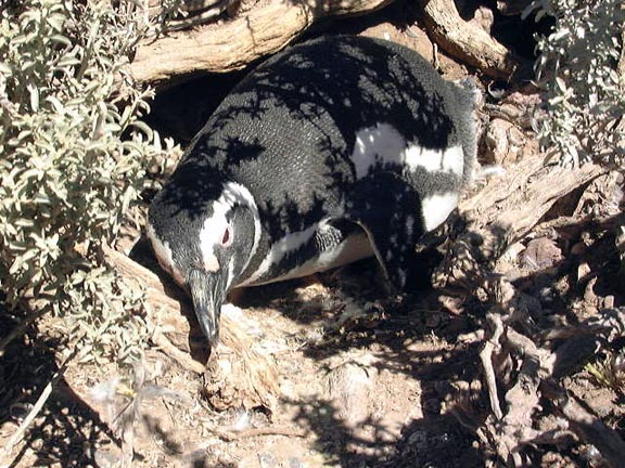 PuertoMadryn-Oct-2003-099-penguinroosting
