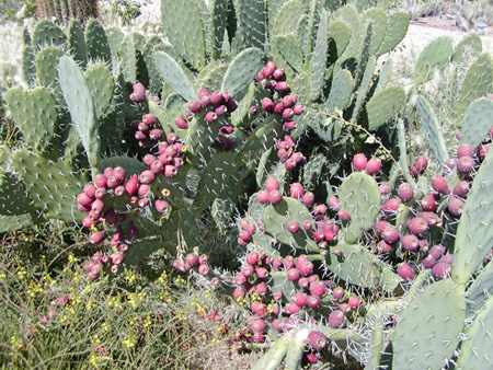 Salta-Apr-03-Ron-044