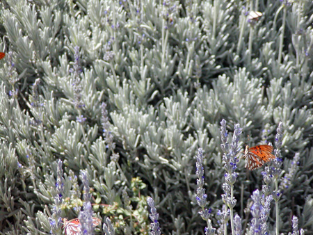 Salta-Apr-03-Ron-047