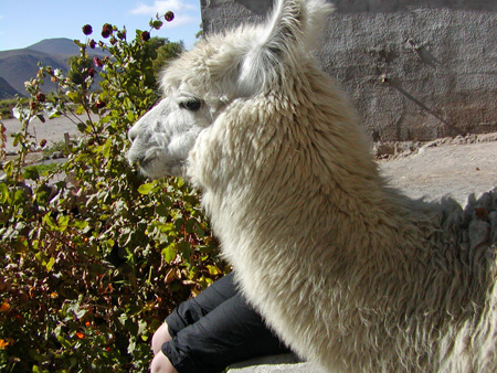 Salta-Apr-03-Ron-127