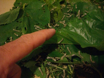 pej-China-June-2007-0749