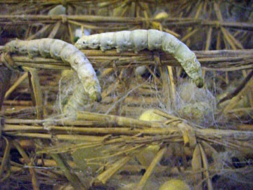 pej-China-June-2007-0751