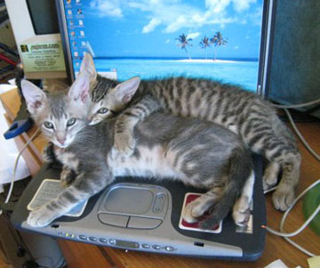 laptopkitties