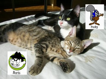 rocky-boris-sunshine-names