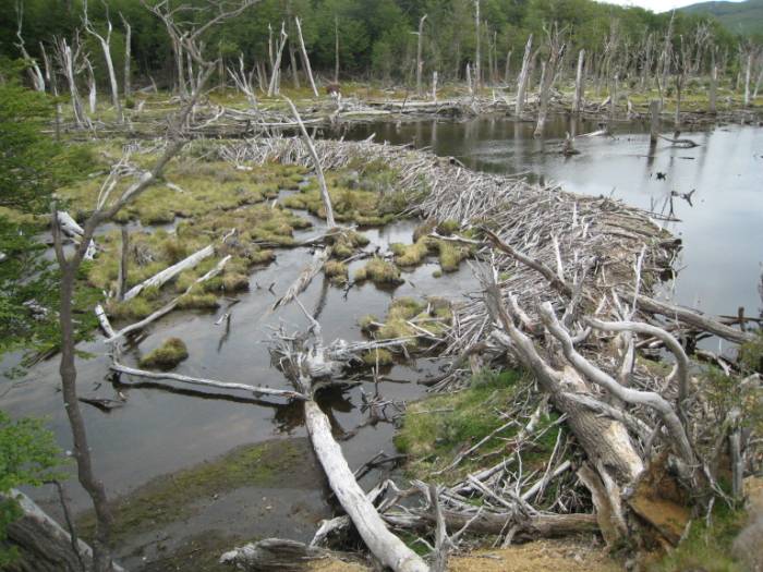 ron-antartica-2008-01-17