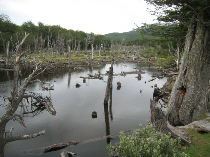 ron-antartica-2008-01-18