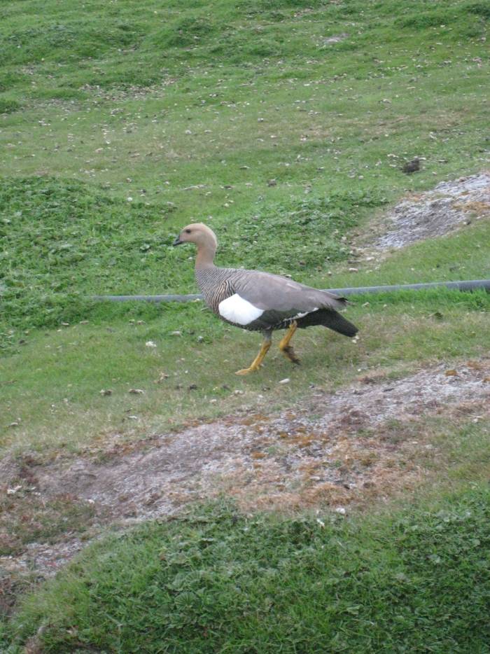 ron-antartica-2008-02-16