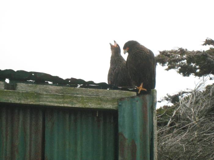 ron-antartica-2008-02-17