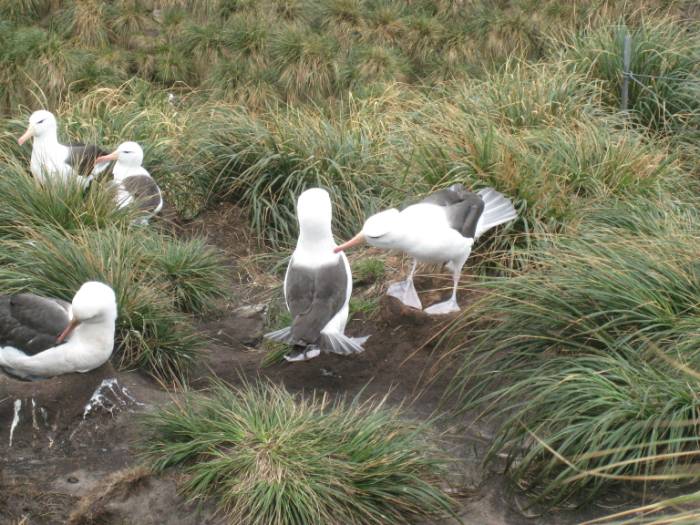 ron-antartica-2008-02-21