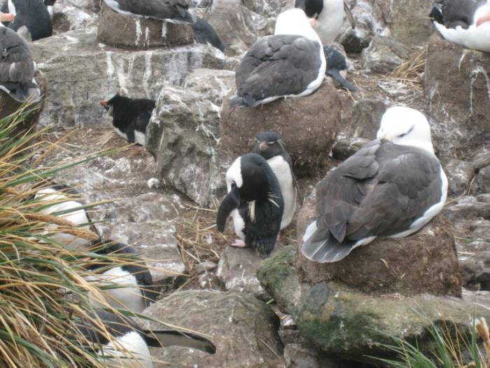 ron-antartica-2008-02-25