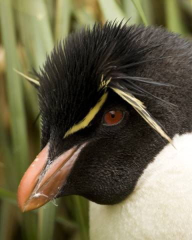 ron-antartica-2008-02-27