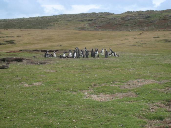 ron-antartica-2008-02-34