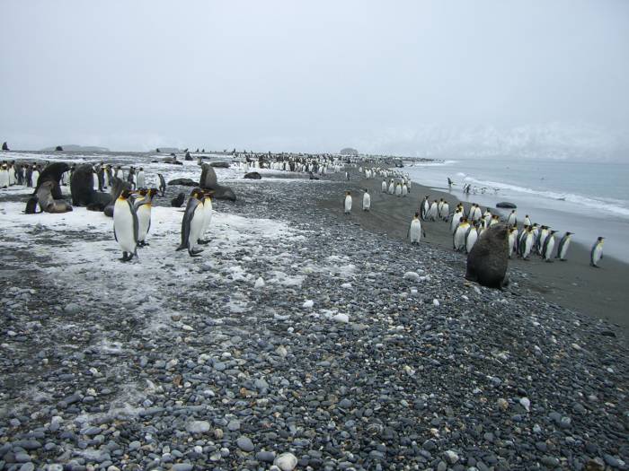 ron-antartica-2008-04-21