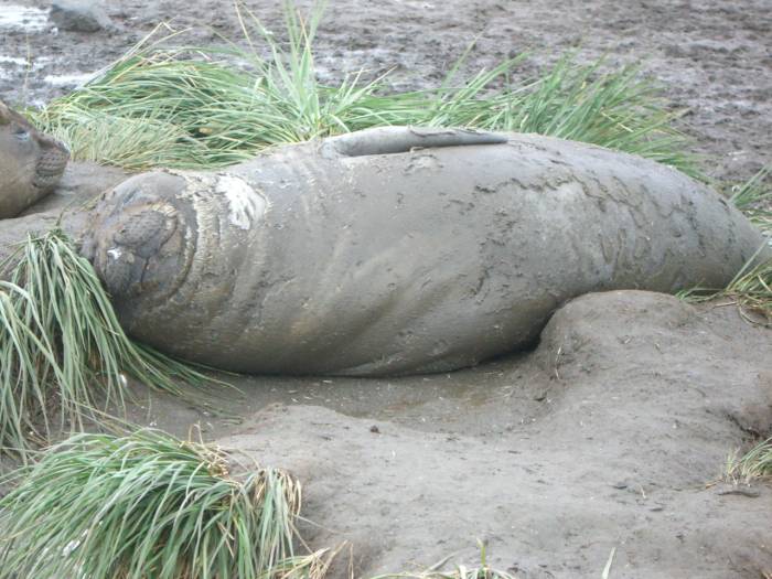 ron-antartica-2008-04-26