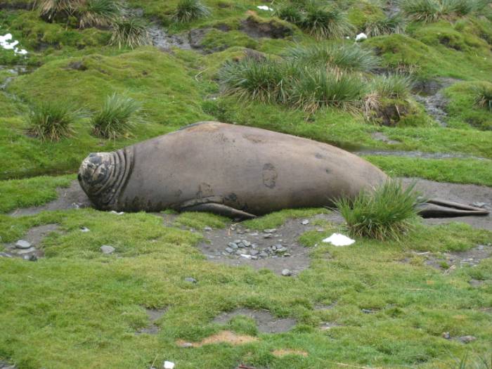 ron-antartica-2008-04-31