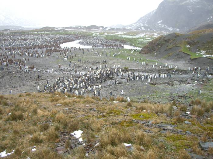 ron-antartica-2008-04-35