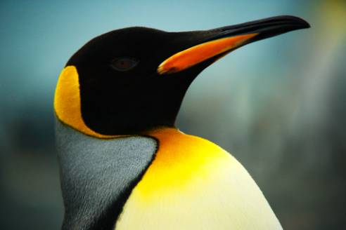 ron-antartica-2008-05-01