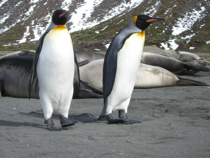 ron-antartica-2008-05-04