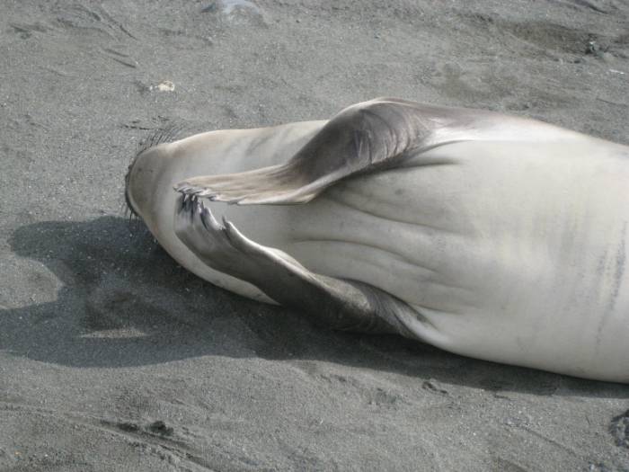 ron-antartica-2008-05-07