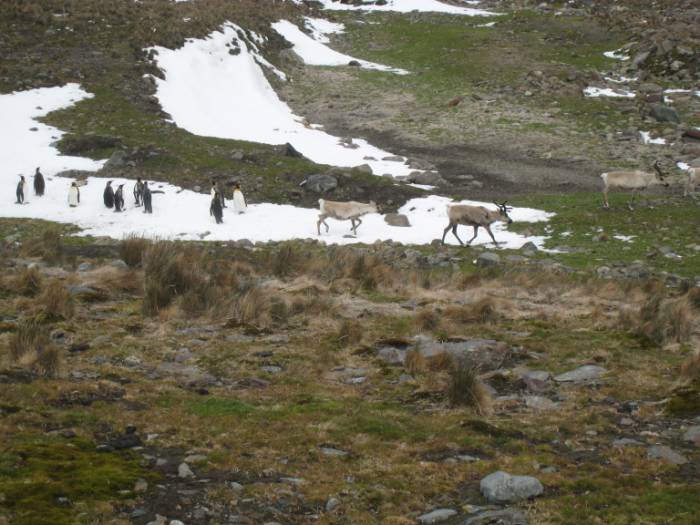 ron-antartica-2008-05-13