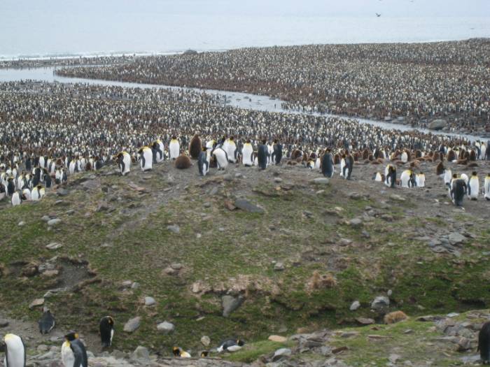 ron-antartica-2008-05-15