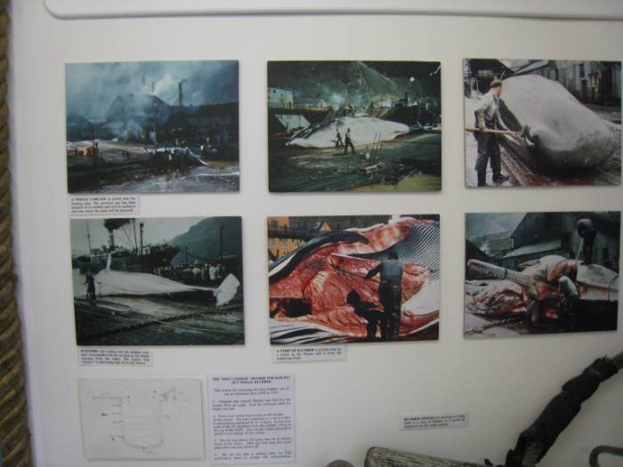 ron-antartica-2008-05-38