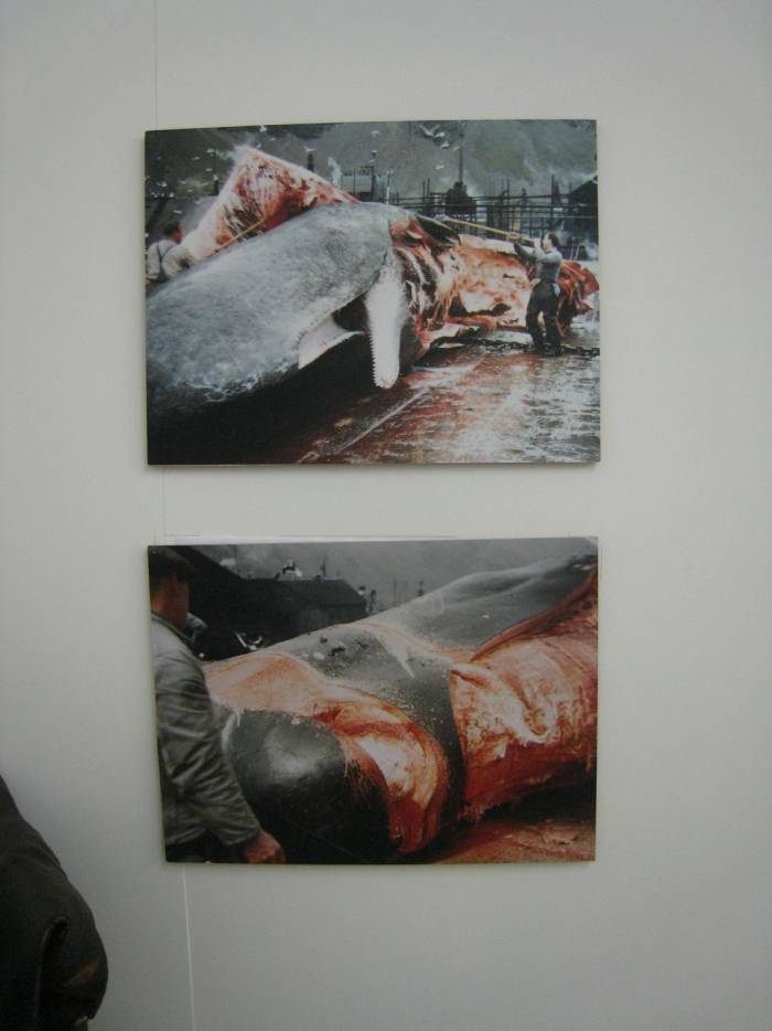 ron-antartica-2008-05-39