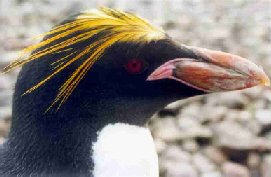 ron-antartica-2008-06-24