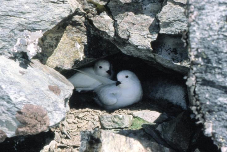 ron-antartica-2008-07-19