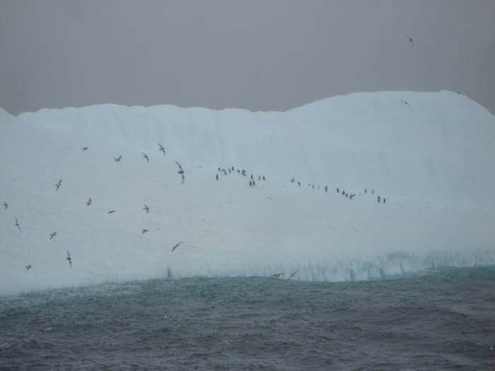 ron-antartica-2008-07-35