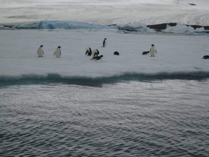 ron-antartica-2008-08-22