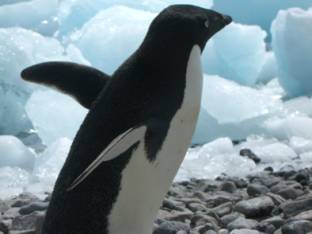 ron-antartica-2008-09-01