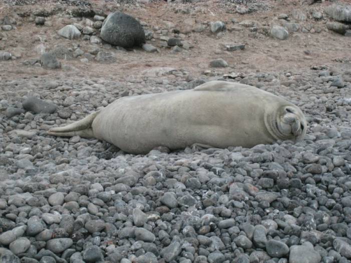 ron-antartica-2008-09-04