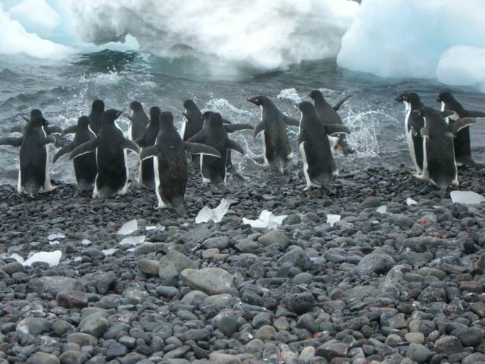 ron-antartica-2008-09-07