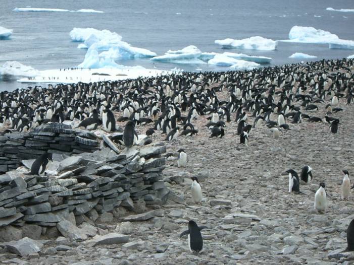 ron-antartica-2008-09-10