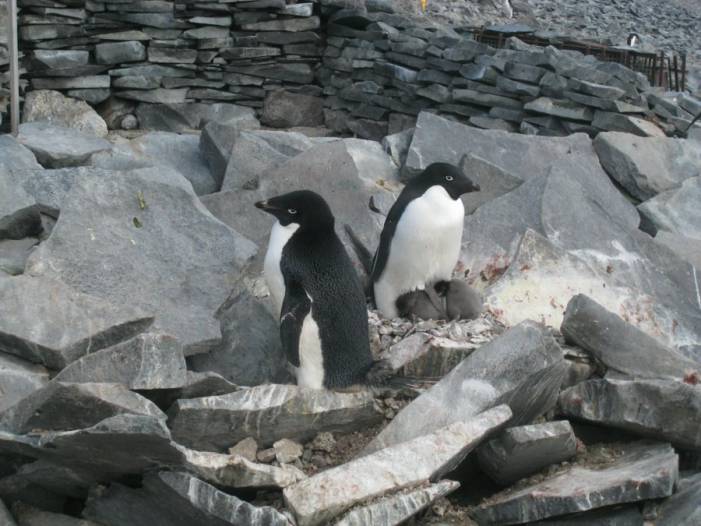 ron-antartica-2008-09-14