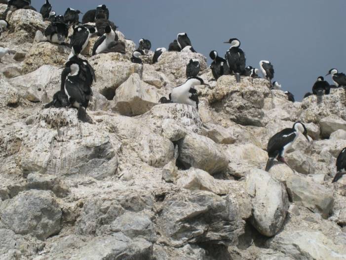 ron-antartica-2008-09-19