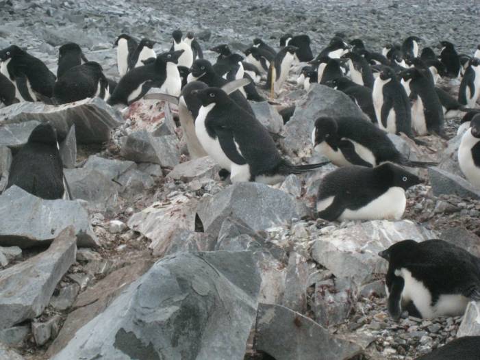 ron-antartica-2008-09-27