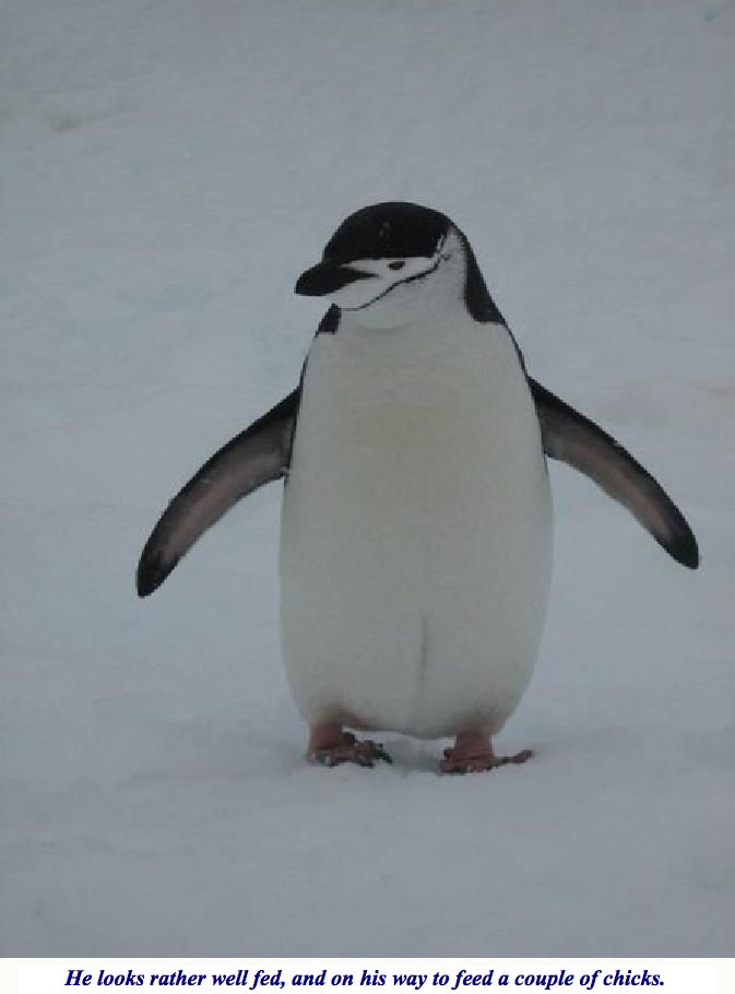 ron-antartica-2008-10-03