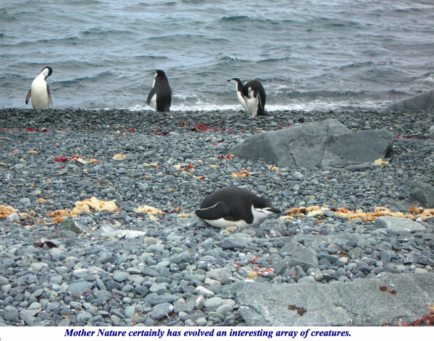 ron-antartica-2008-10-06