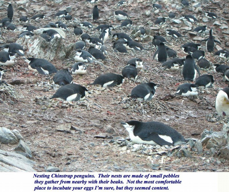 ron-antartica-2008-10-08