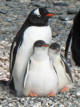 2008-Dec-Antarctica-Ron-03-050
