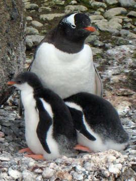 2008-Dec-Antarctica-Ron-03-066