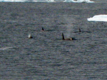 2008-Dec-Antarctica-Ron-03-143