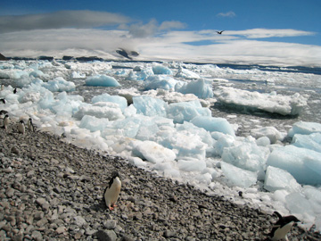 2008-Dec-Antarctica-Ron-03-219